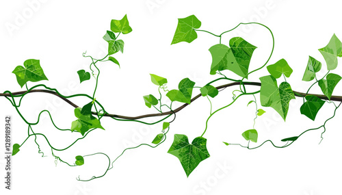 Green Vine with Leaves and Roots Vector, nature element, botanical drawing, creeping foliage, ivy tendril, jungle plant, organic art, herbal motif, garden vine, wild flora