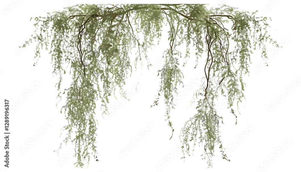 Hanging Spanish Moss vector, green air plant, tropical epiphyte, Tillandsia usneoides, botanical illustration, lichen-like foliage, isolated on white, nature clipart