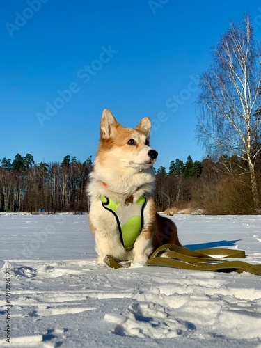 Wallpaper Mural Corgi dog sitting on snowy field under clear blue winter sky Torontodigital.ca