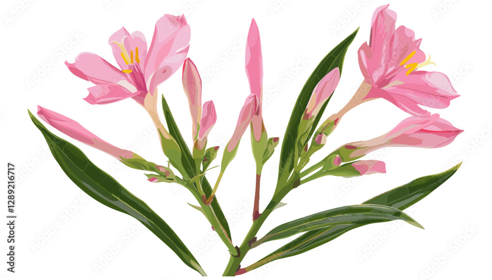 Vector oleander with pink bud, rosebay flower, isolated on white background, floral art, nature illustration, Nerium petals, botanical clipart, pink blooming flowers, delicate design Vector oleander with pink bud, rosebay flower, isolated on white background, floral art, nature illustration, Nerium petals, botanical clipart, pink blooming flowers, delicate design