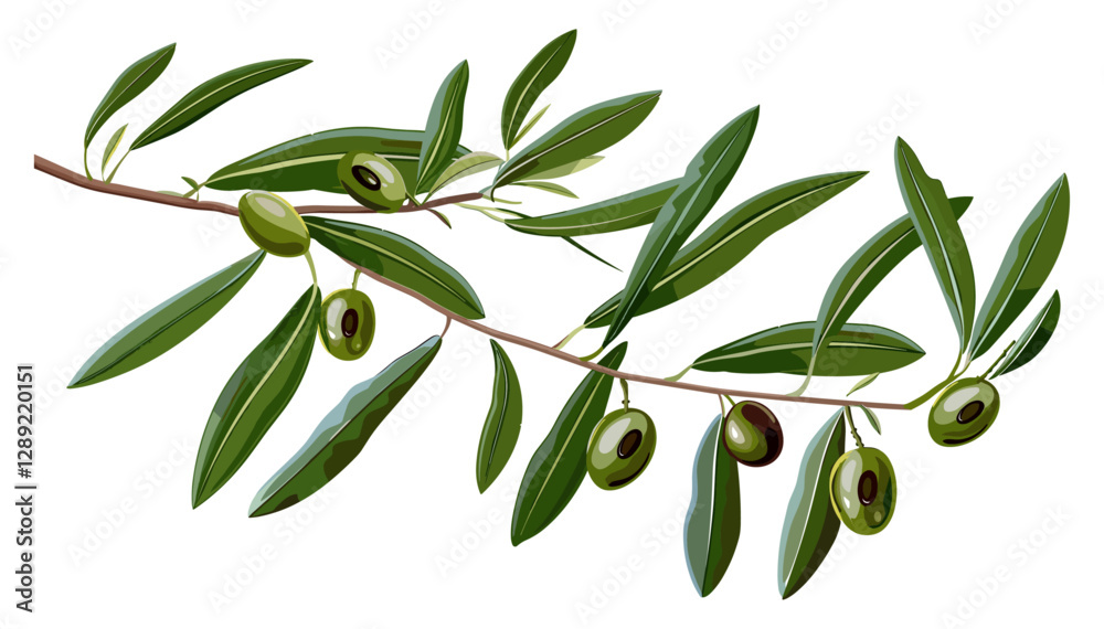 Olive tree twig vector with olives, isolated on white or transparent PNG, natural branch, botanical illustration, organic farming, green leaves, Mediterranean flora, agriculture