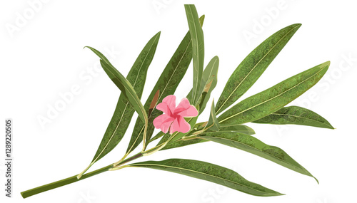 Nerium Oleander spring isolated on white, vector image, clipping path, floral illustration, nature, botanical design, spring flowers, pink blossoms, isolated flowers