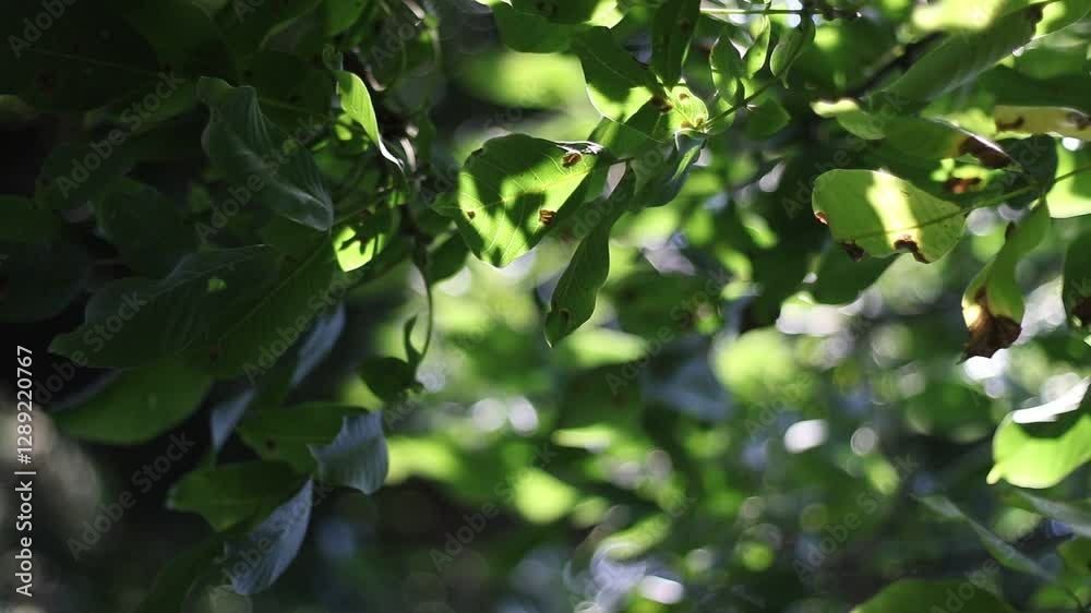 hojas verde