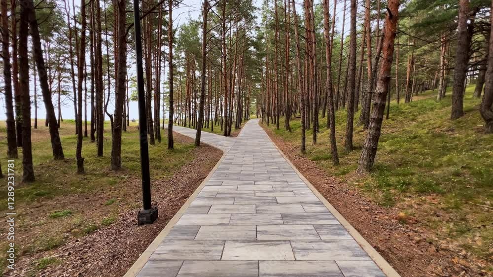 A serene stone path winds gracefully through a vibrant and lush pine forest, leading to a stunning view of a peaceful lake, making it an ideal spot for nature walks and absolute relaxation in nature A serene stone path winds gracefully through a vibrant and lush pine forest, leading to a stunning view of a peaceful lake, making it an ideal spot for nature walks and absolute relaxation in nature