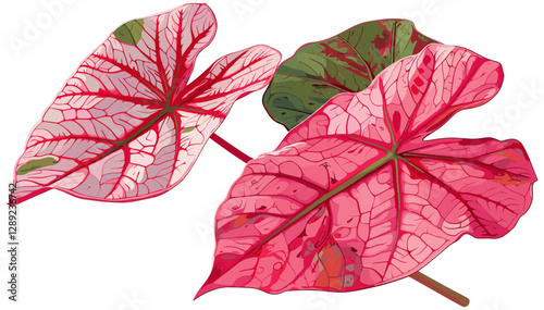 Vector illustration, Caladium Leaves, red leaves with green veins, tropical foliage, plant design, botanical vector, nature illustration, foliage art, tropical plant art