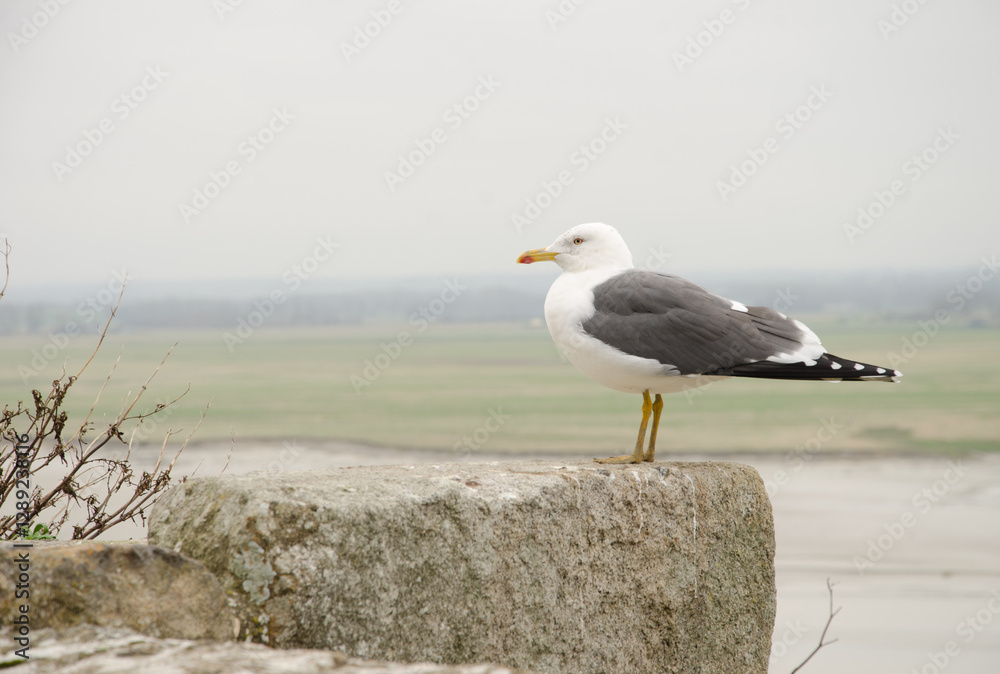 Fototapeta premium Lesser black-backed gull Larus fuscus graellsii. Mont-Saint-Michel. Normandy. France.
