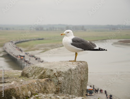 Lesser black-backed gull Larus fuscus graellsii. Mont-Saint-Michel. Normandy. France.