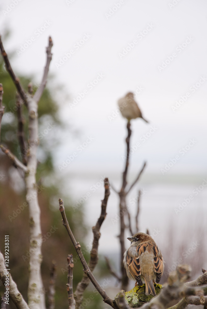 Male house sparrow Passer domesticus and another house sparrow in the background. Mont-Saint-Michel. Normandy. France. Male house sparrow Passer domesticus and another house sparrow in the background. Mont-Saint-Michel. Normandy. France.