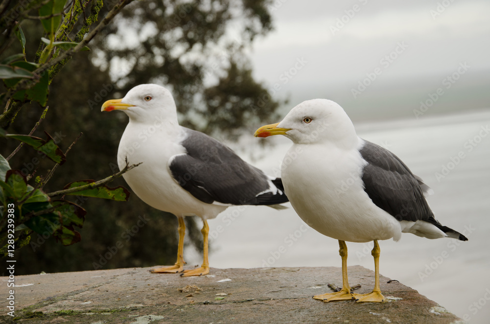 Lesser black-backed gulls Larus fuscus graellsii. Mont-Saint-Michel. Normandy. France. Lesser black-backed gulls Larus fuscus graellsii. Mont-Saint-Michel. Normandy. France.