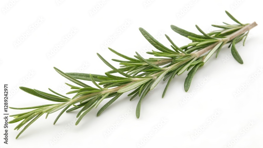 Fototapeta premium Rosemary Sprig on White Background