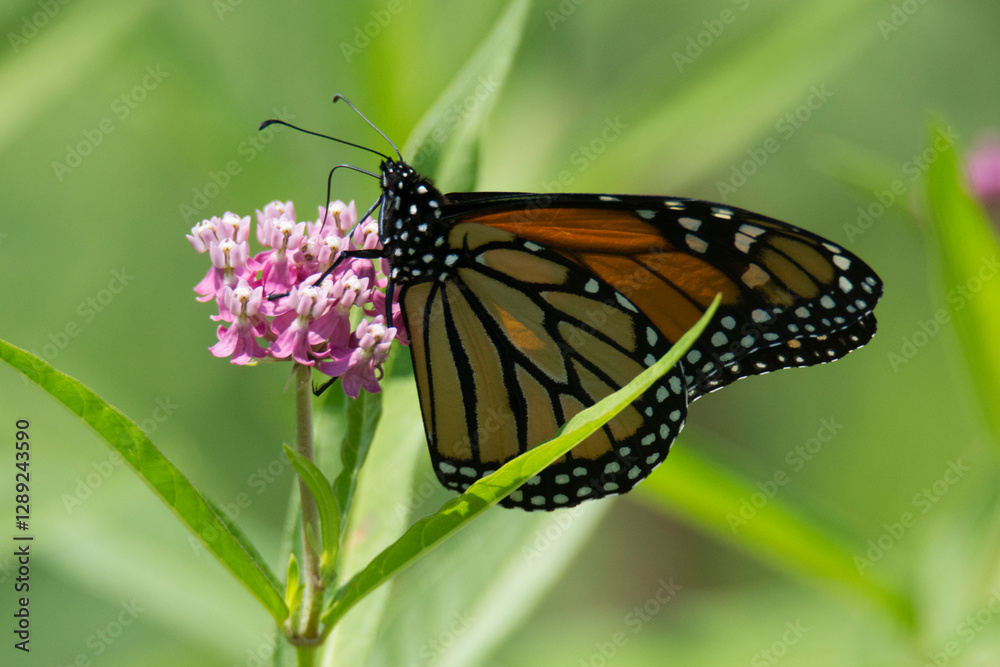 Butterfly 2021-13 / Monarch butterfly (Danaus plexippus) Butterfly 2021-13 / Monarch butterfly (Danaus plexippus)