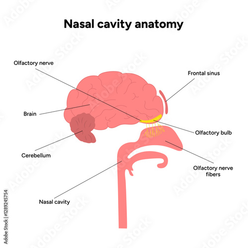 Nasal cavity anatomy. Nose nasal anatomy. Inflammation Nasal Cavity. Medical diagram infographic