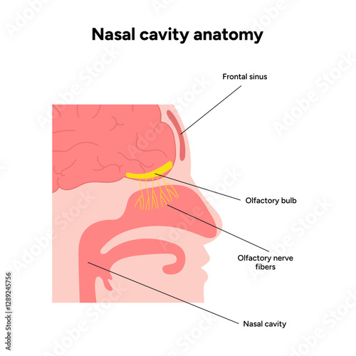 Nasal cavity anatomy. Nose nasal anatomy. Inflammation Nasal Cavity. Medical diagram infographic
