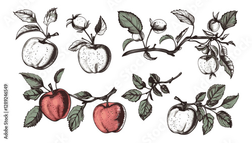 Apple twigs vector set, hand-drawn botanical sketch, isolated on white or transparent PNG, vintage fruit branch, orchard tree twig illustration, rustic apple tree engraving
