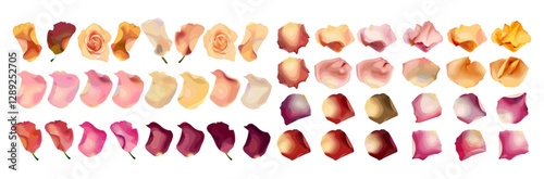 Variety of Rose Petals, Colored Rose Petals, Natural Rose Petals, Vibrant Rose Petals, Fresh Petals, Colorful Flowers, Petal Arrangements, Rose Petal Decoration