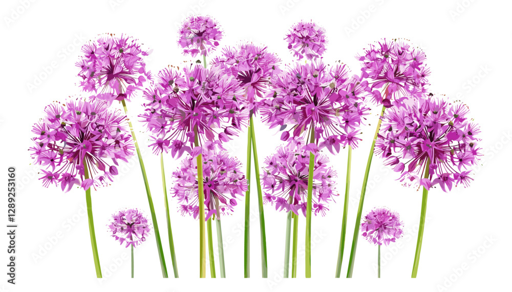 Obraz premium Purple Allium Flowers Cluster, Vibrant Purple Blooms, Flowering Allium, Spring Garden Flowers, Allium Blossom, Floral Cluster, Garden Nature, Purple Flowers, Spring Blooms