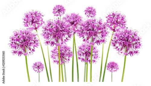 Purple Allium Flowers Cluster, Vibrant Purple Blooms, Flowering Allium, Spring Garden Flowers, Allium Blossom, Floral Cluster, Garden Nature, Purple Flowers, Spring Blooms