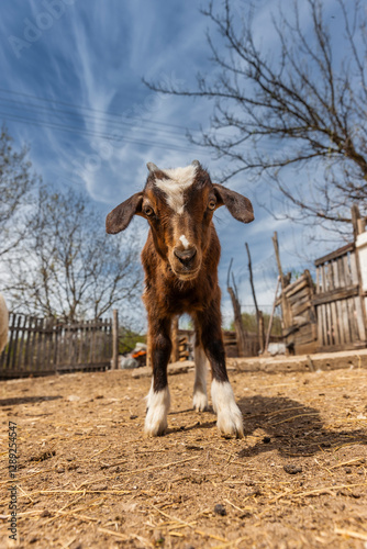 Junge Ziege auf einem Bauernhof