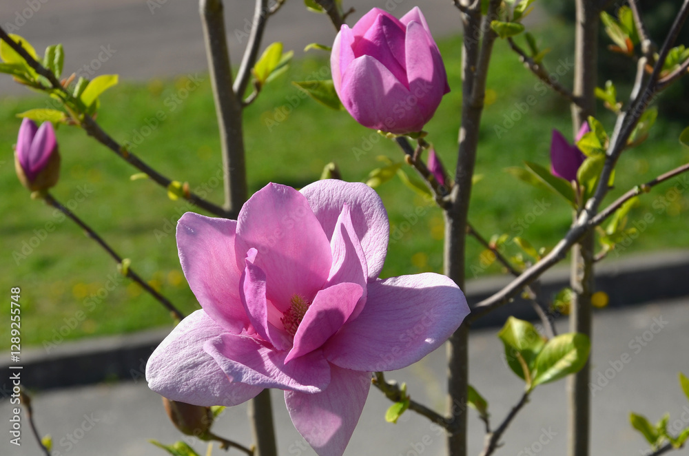 Magenta-pink saucer magnolia 'Cleopatra' blossom. Closeup photo magnolia blooming flower and bud before blooming. Gardening concept.Free copy space Magenta-pink saucer magnolia 'Cleopatra' blossom. Closeup photo magnolia blooming flower and bud before blooming. Gardening concept.Free copy space
