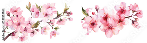 Pink Watercolor Cherry Blossoms vector, floral design, spring background, delicate pink flowers, watercolor art, blossom branch, nature vector, botanical illustration, soft pink hues