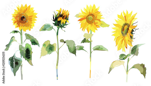 Watercolor Sunflowers, Stages of Sunflowers, Blooming Sunflowers, Sunflower Painting, Flower Art, Nature Illustration, Sunflower Watercolor, Botanical Art