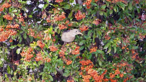 4k, (Turdus merula) looking for fruit to eat in pyracantha orange glow.