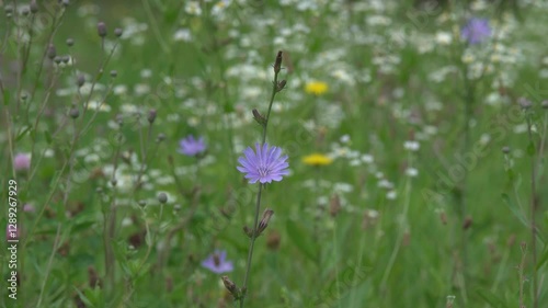 Wallpaper Mural Blue flowers of blooming chicory on a meadow. Torontodigital.ca