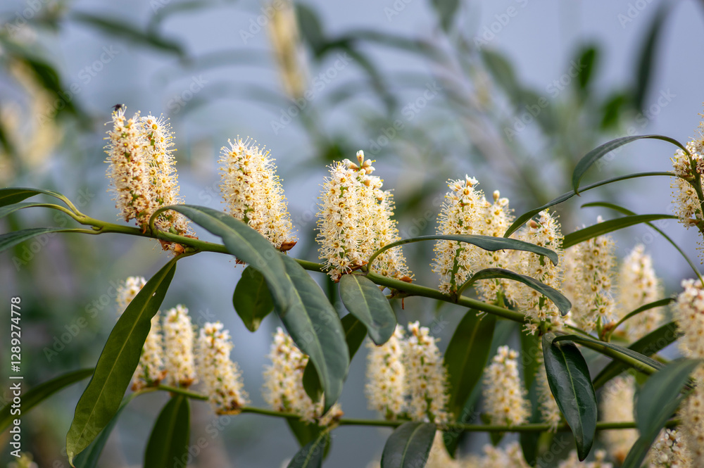 Prunus laurocerasus cherry laurel flowering plants, group of white flowers on bush branches in bloom, green foliage