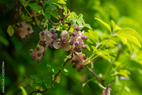 Akebia quinata beutiful creeping flowering plant, light pink purple five-leaf chocolate vine flowers in bloom photo