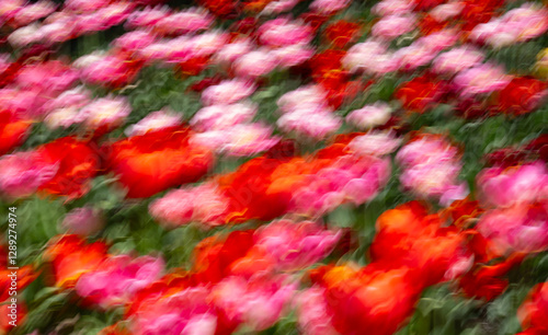 blurred colorful photo of pink and orange tulips pastoral effect created by intentional camera movement and long time exposure shot at annual tulip festival in Ottawa Ontario Canada in the spring time photo