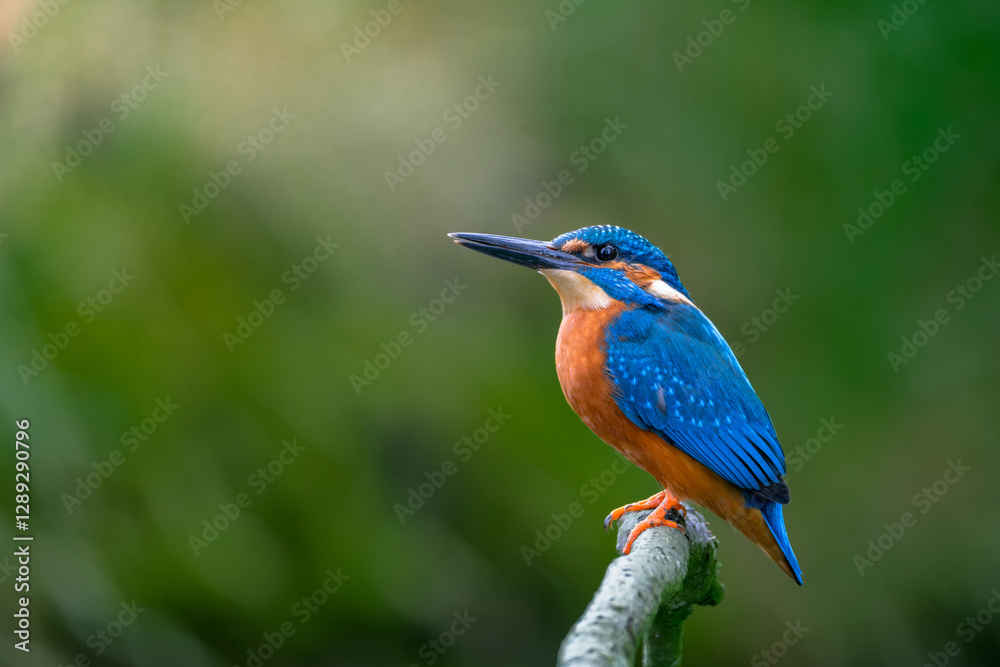 Beautiful blue kingfisher sitting on a branch Beautiful blue kingfisher sitting on a branch