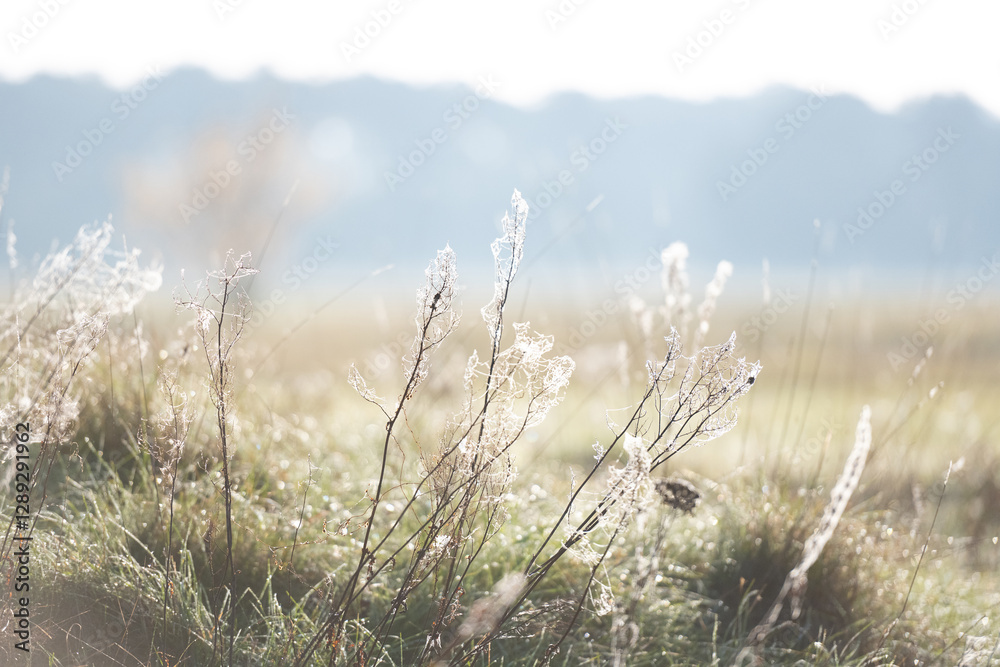 Dew-Laden Spiderwebs Adorn Withered Grass In Foggy Macro Photography Dew-Laden Spiderwebs Adorn Withered Grass In Foggy Macro Photography