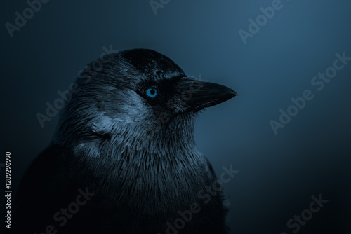 Close-up portrait of a jackdaw on a dark blue background photo