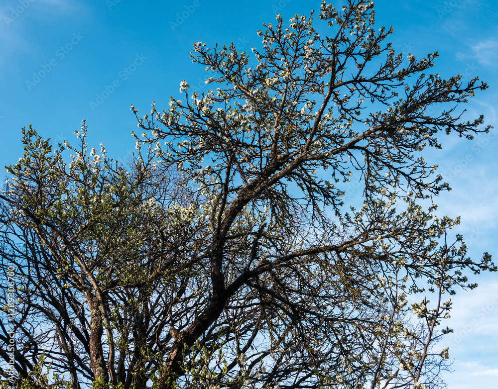 Branches of large old plum trees with flowers against a blue sky background, low angle view. Branches of large old plum trees with flowers against a blue sky background, low angle view.