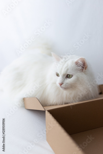 Fotografie Adorable turkish angora white fluffy long-haired cat sits next to a cardboard box