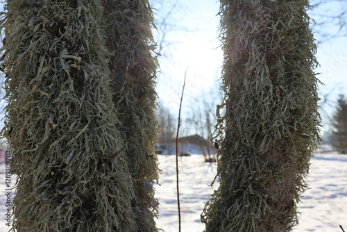 a fluffy and feathery gray lichen covered tree branch on a snowy winter day