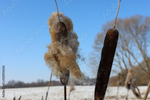 Fluffy wolves against a blue spring sky and bare trees in the background creating a warm spring atmosphere