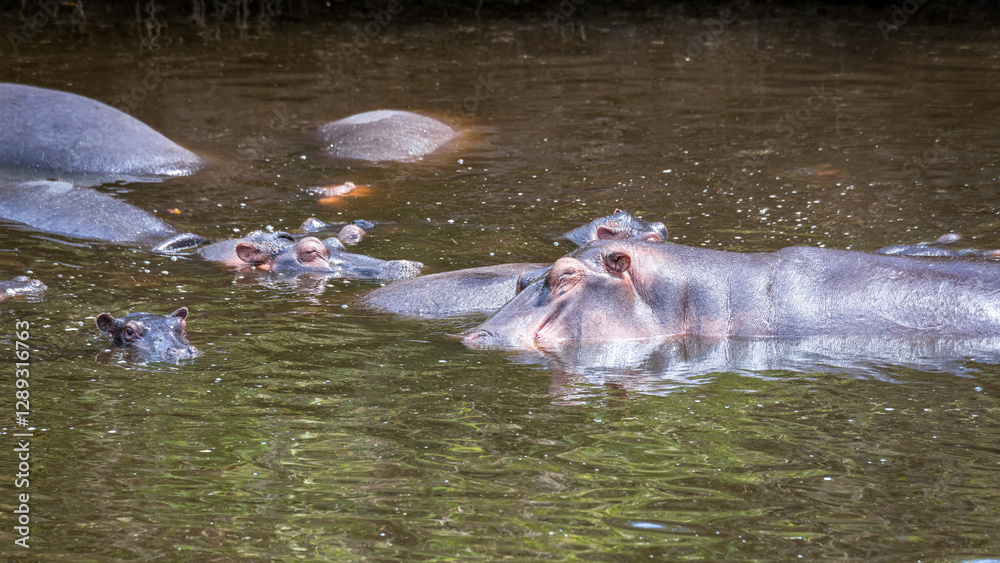 Fototapeta premium kommt ein Flusspferd