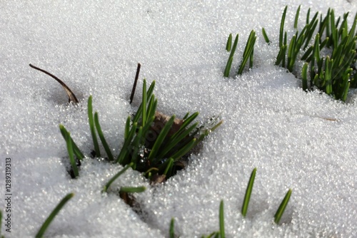 Fresh green shoots break through the melting snow, symbolizing the arrival of spring. The contrast between white snow and vibrant greenery highlights nature’s resilience and renewal