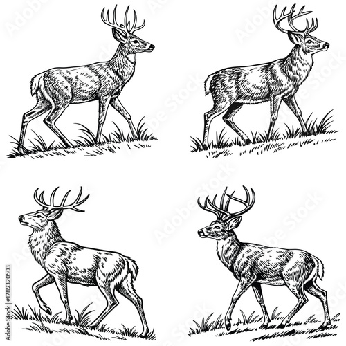 Vector bold sketch of whitetail deer