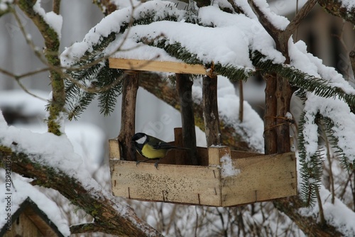A great tit perches in a rustic wooden bird feeder covered in fresh snow. A serene winter wildlife moment capturing nature and seasonal beauty