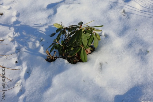 A resilient green plant peeks through the thick snow, illuminated by sunlight. A beautiful contrast between winter's frost and nature's persistence