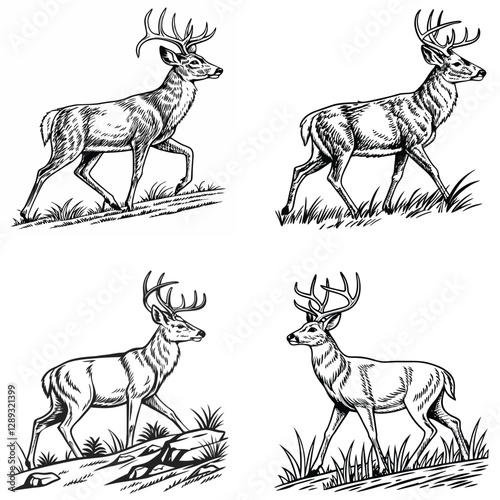 Vector bold sketch of whitetail deer