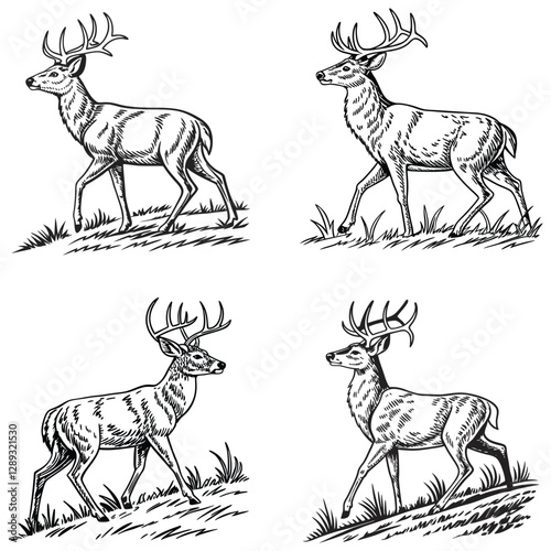 Vector bold sketch of whitetail deer