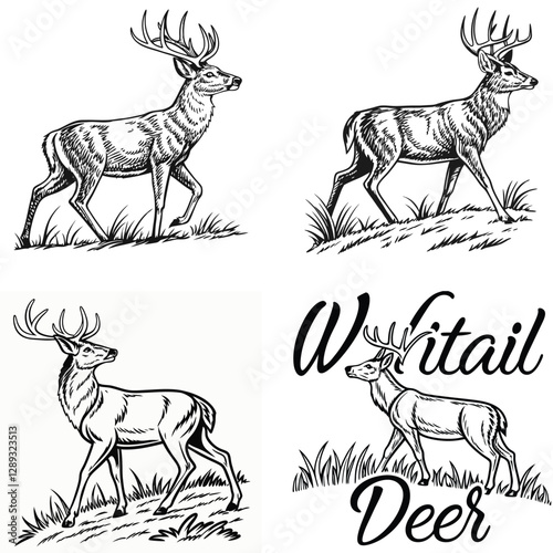 Vector bold sketch of whitetail deer