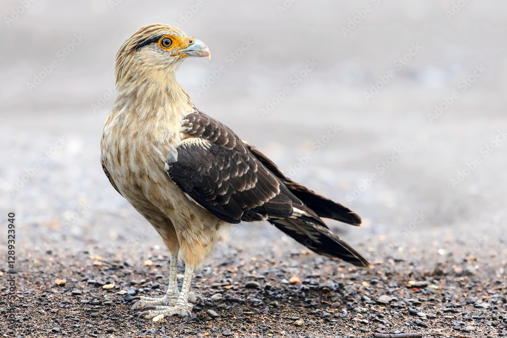 Yellow-headed caracara (Daptrius chimachima). Rio Grande de Tarcoles (Tarcoles River), Costa Rica. Selective focus on bird's eye