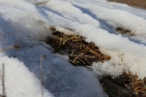melting snow and ice on dry grass on a spring and sunny day creating a fragrant spring atmosphere