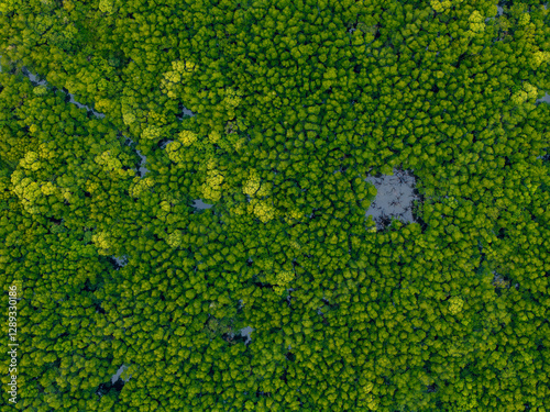 Lush aerial view of dense mangrove forest in phang nga, thailand