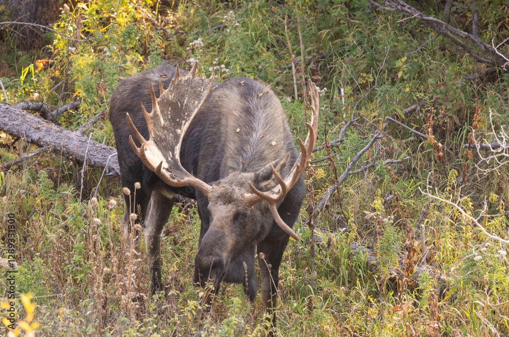Obraz premium Bull Moose During the Rut in Grand Teton National Park Wyoming in Autumn