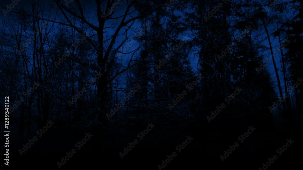 Moving Through Scary Forest At Night Moving Through Scary Forest At Night